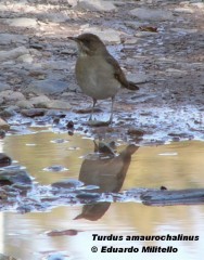 Zorzal chalchalero (Creamy-bellied Thrush). <p>Foto tomada el 17/08/2005 en el Parque general San Mart&iacute;n, Mendoza.</p>