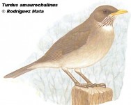 Chalchalero (Creamy-bellied Thrush). 22cm. Dibujo. Fuente: 