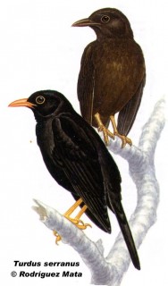Zorzal negro (Glossy-black Thrush). 28cm. Dibujo. Fuente: 