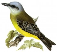 (c) Guillermo Harris. Suirir grande (Tropical Kingbird). <p>21cm. Dibujo. Fuente: "Nueva Guía de las Aves Argentinas. M. Canevari et al. 1991. Fundación Acindar."</p>
