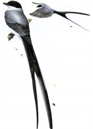 (c) Guillermo Harris. Tijereta (Fork-tailed Flycatcher). <p>39cm. Dibujo. Fuente: "Nueva Guía de las Aves Argentinas. M. Canevari et al. 1991. Fundación Acindar."</p>