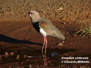 Tero com&uacute;n (Southern Lapwing). Foto tomada el 09/04/2004 en el &Aacute;rea Cataratas, Parque Nacional Iguaz&uacute;.