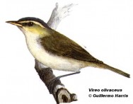 Chiv comn (Red-eyed Vireo). <p>13cm. Dibujo. Fuente: \