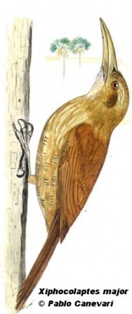 Trepador gigante (Great Rufous Woodcreeper). 34cm. Dibujo. Fuente: 