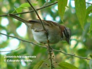 Chingolo (Rufous-collared Sparrow). Foto tomada el 25/04/2004 en el Area Cataratas del Parque Nacional Iguazú.