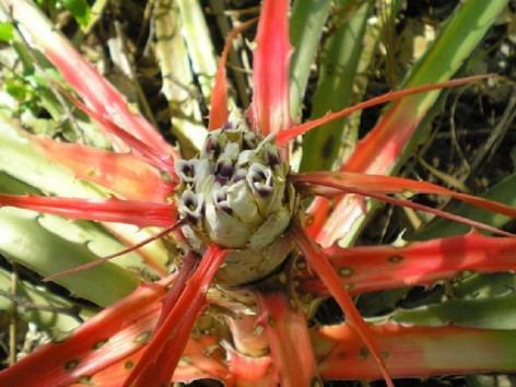 (c) Ana Laura Sureda. Flor de chaguar o caraguat. PN Copo. <p>Flor de chaguar o caraguatá. PN Copo</p>