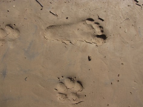 (c) Fabbio, Fernanda. Huellas. 