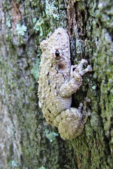 (c) A. Guzmn. Scinax acuminatus. 