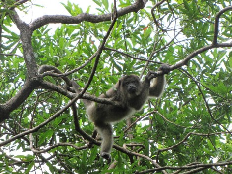 (c) A. Guzm�n. Alouatta caraya. 