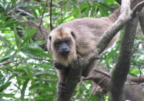 (c) A. Guzm�n. Alouatta caraya. 
