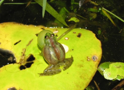 (c) A. Guzm�n. Macho vocalizando. 