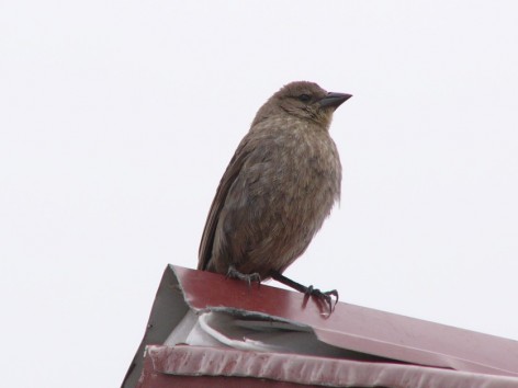 (c) Eduardo Militello. Tordo renegrido, hembra. <p>En el centro administrativo del Parque Nacional Monte Le&oacute;n</p>