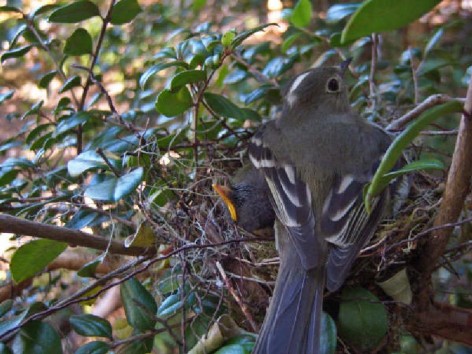 (c) A. Lara. Fiofo silbn con sus pichones en el nido. 