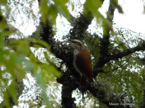 (c) M. Tammone. Chinchero chico. <p>Co. San Bernardo, Salta, Argentina</p>