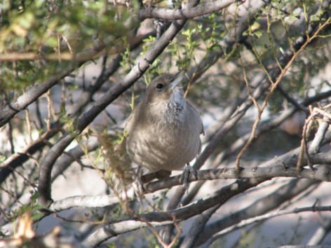 (c) H. Pastore. Cacholote pardo. 