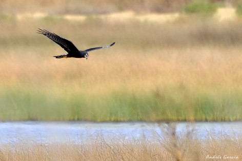 (c) Andr�s Garc�a. . <p>Fase oscura</p>