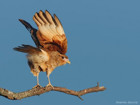 (c) Andr�s Garc�a. . 