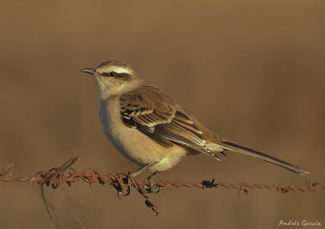 (c) Andr�s Garc�a. . 