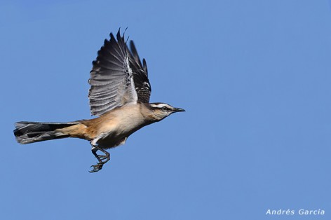 (c) Andr�s Garc�a. . 