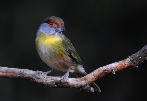 (c) A. Olmedo. Juan chiviro con sus vistosos colores. <p>Santa Rosa, La Pampa</p>