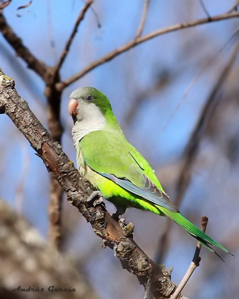 (c) Andres Garc�a. . 