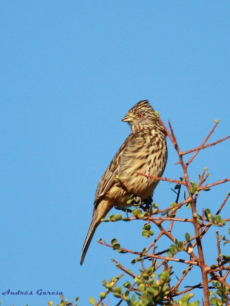 (c) Andr�s Garc�a. . <p>Hembra</p>