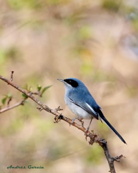 (c) Andr�s Garc�a. . <p>Macho</p>