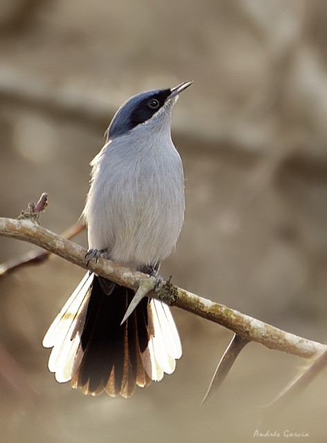 (c) Andr�s Garc�a. . <p>Macho</p>