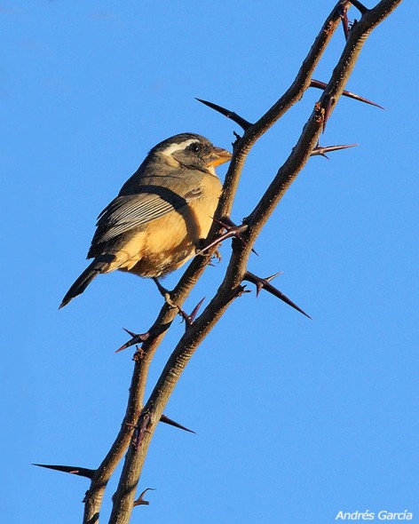 (c) Andr�s Garc�a. . 