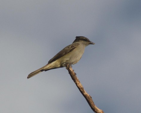 (c) Hector Ball. Tuquito Gris en PN Talampaya. 