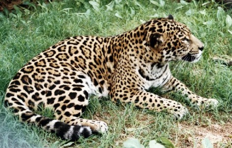 (c) Julio Monguillot. Yaguaret� 2000. <p>Complejo Ecol&oacute;gico Municipal de Presidencia Roque S&aacute;enz Pe&ntilde;a, Chaco. 2000</p>