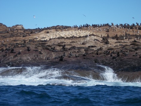 (c) Archivo Parque Interjurisdiccional Marino Costero Patagonia Austral. . 