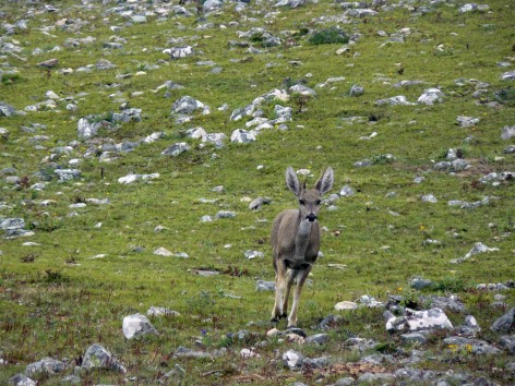 (c) Fernando Falke. . 