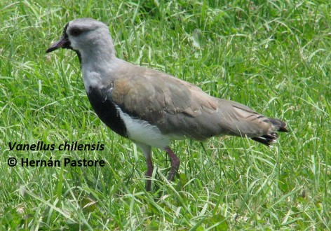 (c) Hern�n Pastore. . 