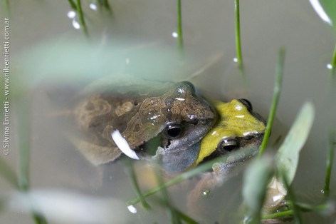 (c) Silvina Enrietti. Amplexo. Cercan�as de la ciudad de Salta. Diciembre de 2007.. 