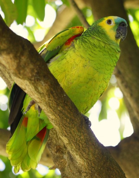 (c) Carmelo Lopez. Loro hablador, Esteros del Iber�. 