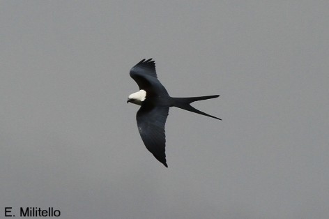 (c) Eduardo Militello. Milano Tijereta (Elanoides forficatus), vista del dise�o dorsal.  Reserva Natural Estricta San Antonio. 