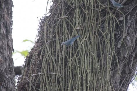 (c) Jorge Lopez Soriano. Celestino Com�n en PN El Rey. 