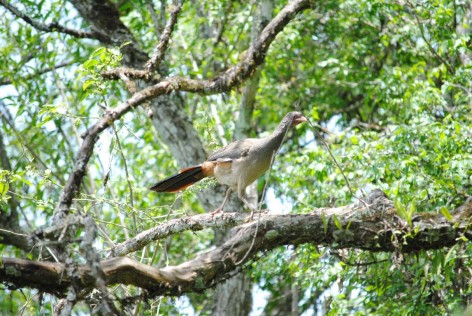 (c) Jorge Lopez Soriano. Charata en PN El Rey. 