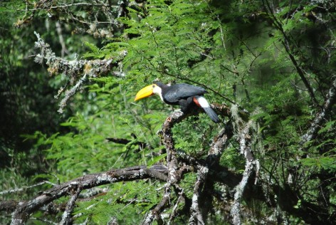 (c) Romina Achilli. Tucan en PN El Rey. 