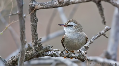 (c) Facundo Vital. Curutie blanco en el PN Lihue Calel. 