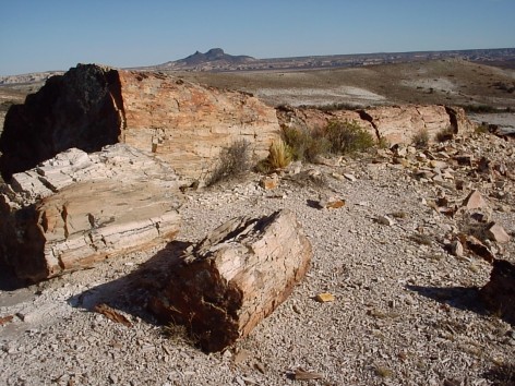 (c) Hernn Pastore. P.N. Bosques Petrificados de Jaramillo. 