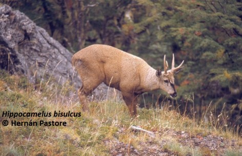(c) Hern�n Pastore. Huemul macho adulto.. 