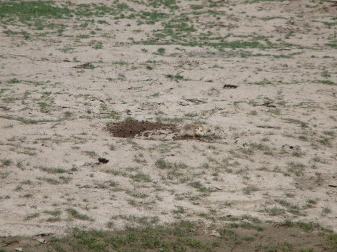 (c) Ana Julia Sandobal. Tuco en el Monumento Natural Laguna de los Pozuelos. 