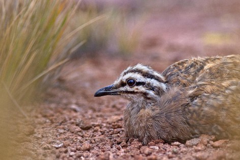 (c) Freddy Burgos. Quiula Pune�a en Cerro Salle, Jujuy. 														
