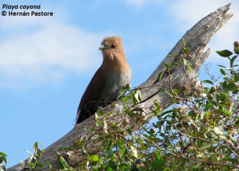 (c) Hern�n Pastore. Tingaz�. 