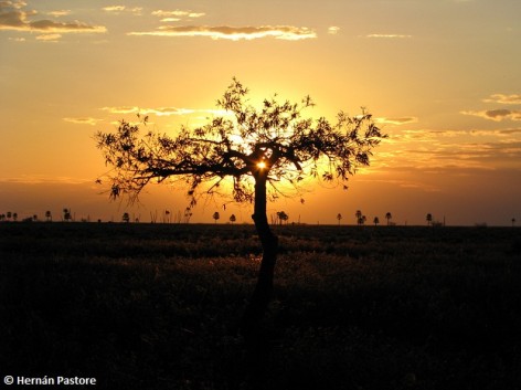 (c) Hernn Pastore. Reserva Natural Iber. 