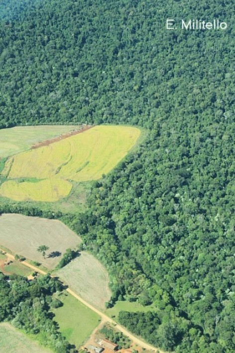 (c) Eduardo Militelo. R�o San Antonio (l�mite internacional y de la reserva), la porci�n izquierda de la foto corresponde a Brasil y la derecha a Argentina. Constrastan las plantaciones de soja, en amarillo y tonos claros, con el verde de la selva de la Reserva Natural Es. 
