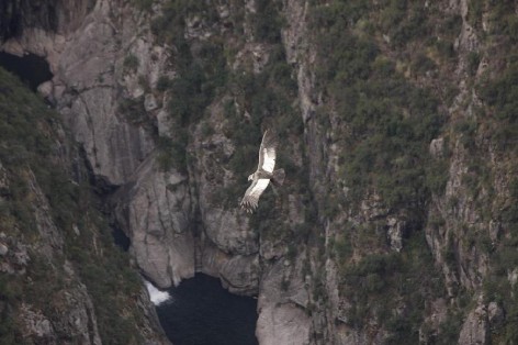 (c) Ricardo Perez. Cndor volando en la quebrada. 