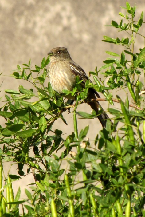 (c) Claudia Furman. Cortarramas (hembra) en Jard�n Educativo Solnaturi, Capital Federal. 
